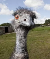 パズル Portrait of EMU