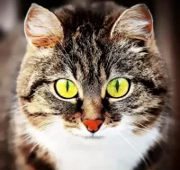 Quebra-cabeça Portrait of a cat