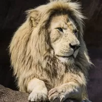 Puzzle Portrait of a lion