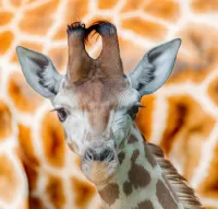 Quebra-cabeça Portrait of a giraffe