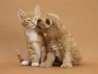 Rompicapo Kiss
