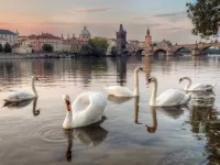 Quebra-cabeça Prague swans