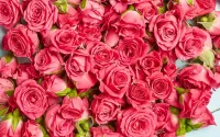 Rompecabezas Beautiful roses