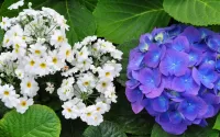 パズル Primula and hydrangea