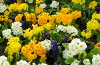 Jigsaw Puzzle Primroses and hyacinths