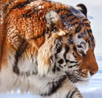 Пазл Припорошенный тигр