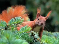 Jigsaw Puzzle Hello from squirrel