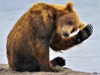 Пазл Привет от медведя