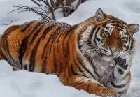 Пазл Привет от тигра