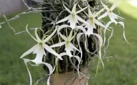 Пазл Призрачная орхидея