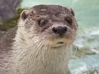 Puzzle Just otter