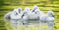 Rompecabezas Chicks Swan