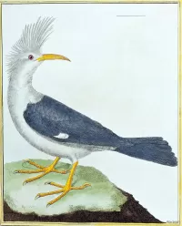 Zagadka Bird