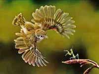 パズル bird and mantis