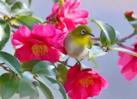 Пазл Птица и цветы