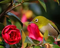 Quebra-cabeça Bird and flower