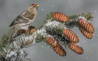 Puzzle Bird on spruce