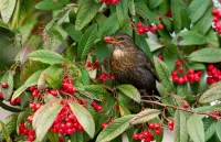 Rompicapo Bird on bush