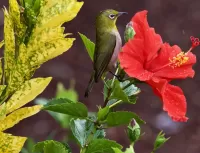 Quebra-cabeça Bird on a flower