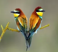 Rompecabezas birds