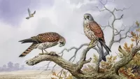 Bulmaca Birds on a tree