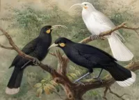 Quebra-cabeça Birds on a tree