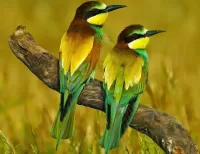 Bulmaca Birds on a branch
