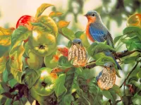 Bulmaca Birds on apple tree