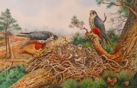 Zagadka Birds in a nest