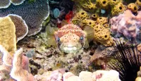 Rätsel Bug-eyed fish