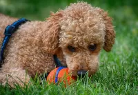 Слагалица The poodle and the ball