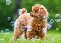 Jigsaw Puzzle Poodle and bubbles