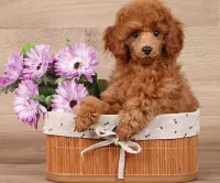 Bulmaca Poodle and flowers