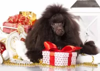 Слагалица The poodle as a gift
