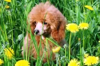 Zagadka Poodle in the grass