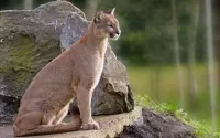 Слагалица Puma na kamne