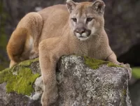 Quebra-cabeça Puma on stone