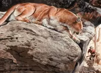 Puzzle Puma on the rock