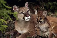 Zagadka Puma and cub