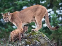 Jigsaw Puzzle Cougar with kitten