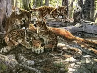 Rompicapo Puma s kotyatami