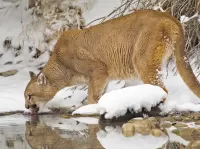 Quebra-cabeça Puma in winter