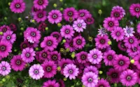 パズル purple flower bed
