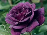 Пазл Пурпурная роза 