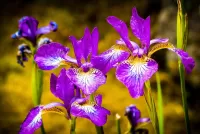 Quebra-cabeça purple irises