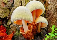 Quebra-cabeça fluffy mushrooms
