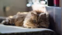 Rätsel Fluffy cat