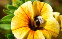 Puzzle fluffy bumblebee