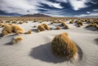 Rätsel Desert vegetation