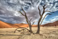 Puzzle The Namib Desert